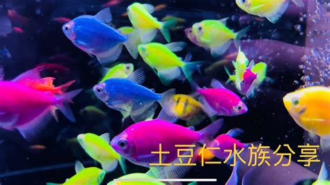 金磚魚好養嗎|【磚魚好養嗎】新手小資族的寵兒：磚魚這麼好養，飼。